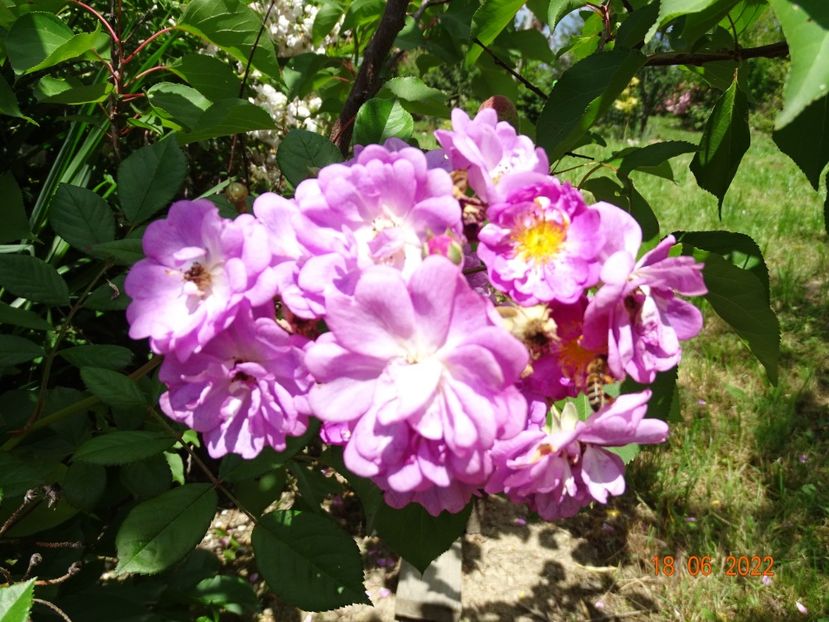  - Trandafiri 2022 2