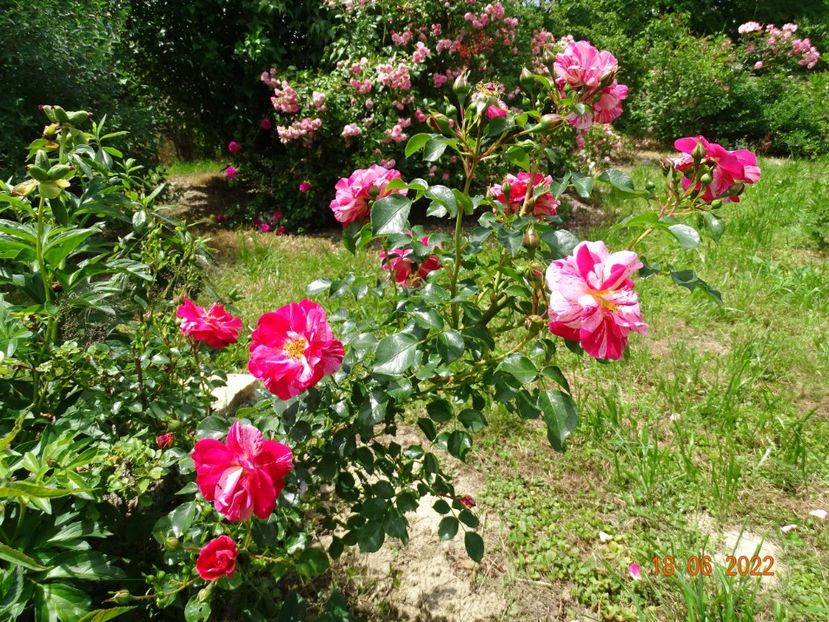  - Trandafiri 2022 2