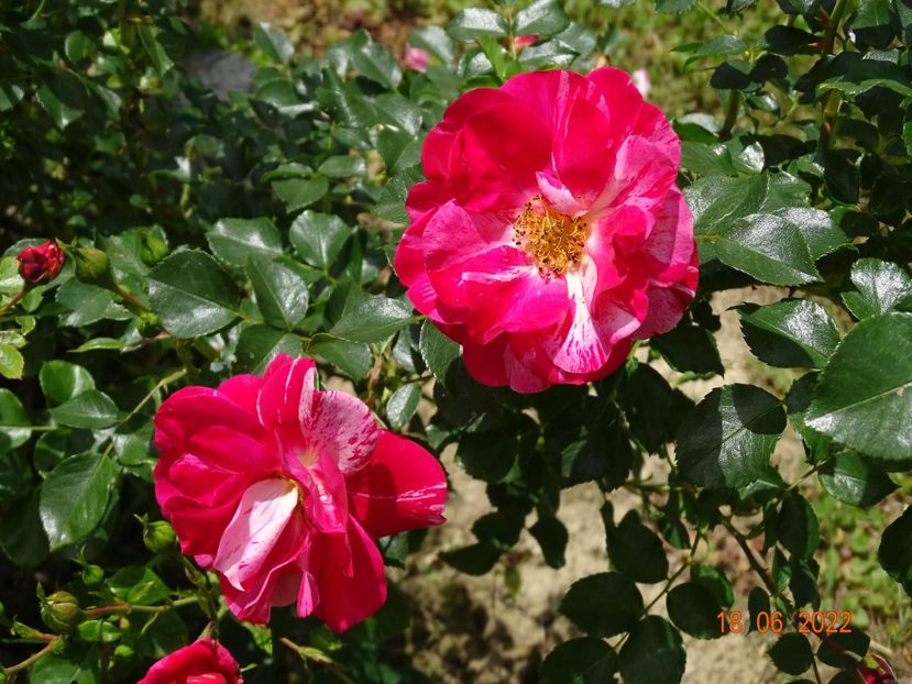  - Trandafiri 2022 2