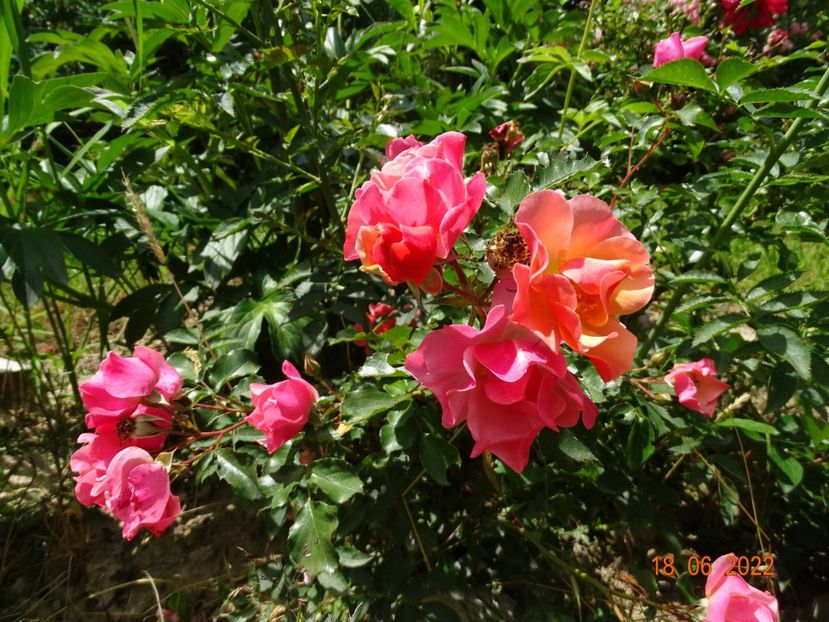  - Trandafiri 2022 2