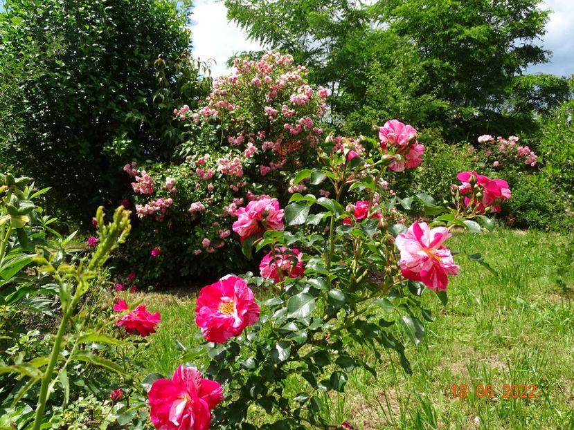  - Trandafiri 2022 2