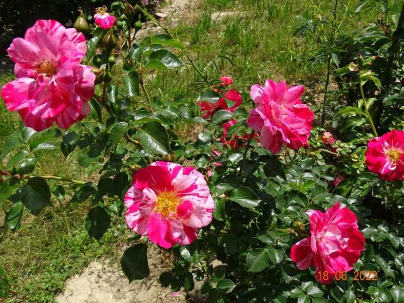  - Trandafiri 2022 2