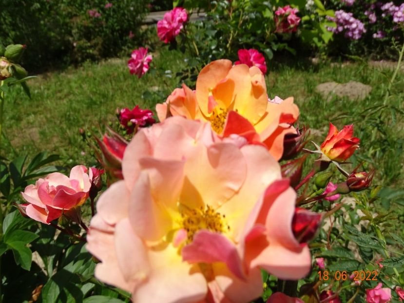  - Trandafiri 2022 2