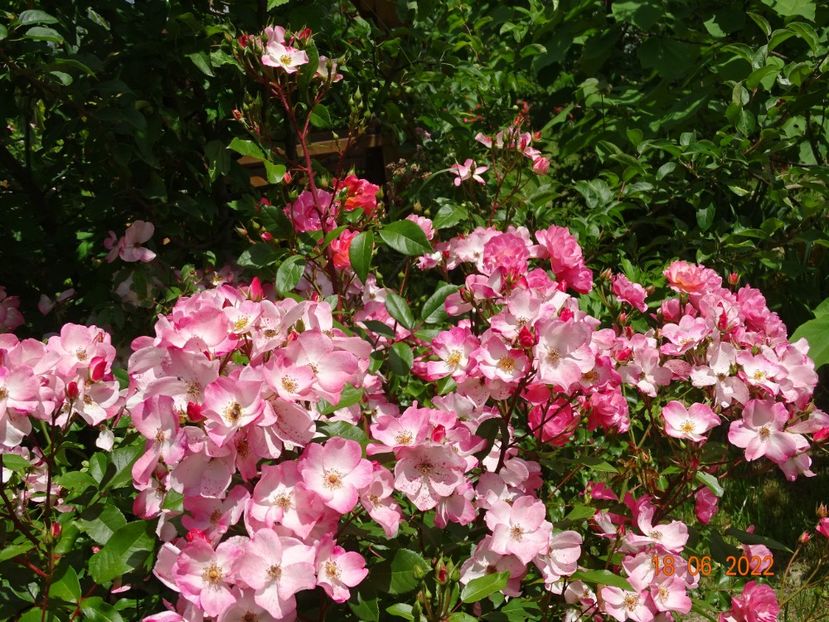  - Trandafiri 2022 2