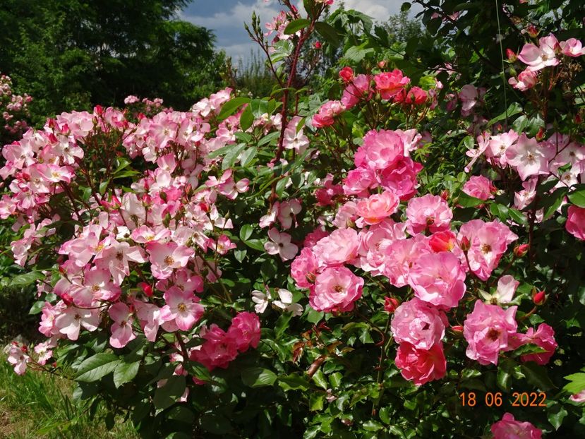  - Trandafiri 2022 2