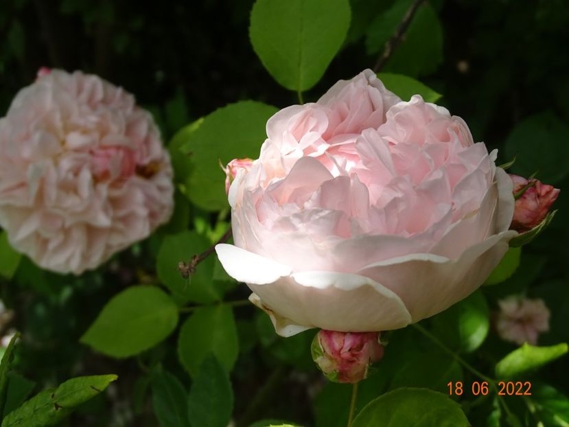  - Trandafiri 2022 2
