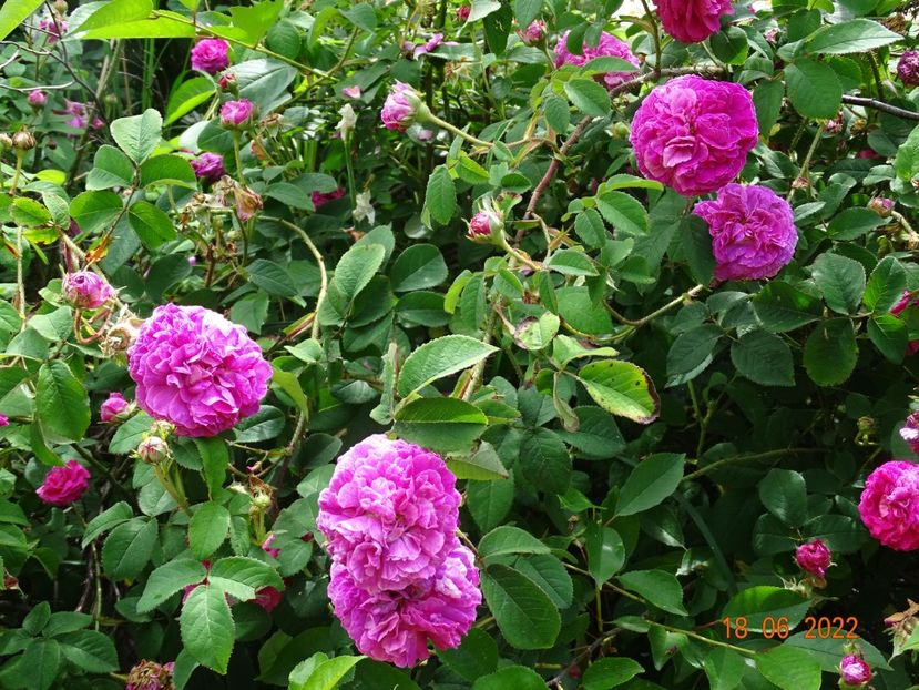  - Trandafiri 2022 2
