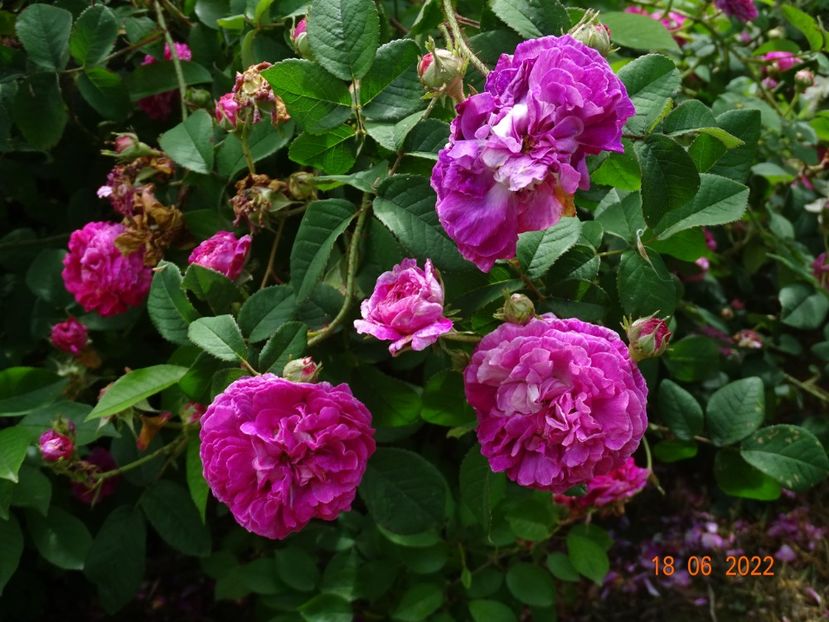  - Trandafiri 2022 2