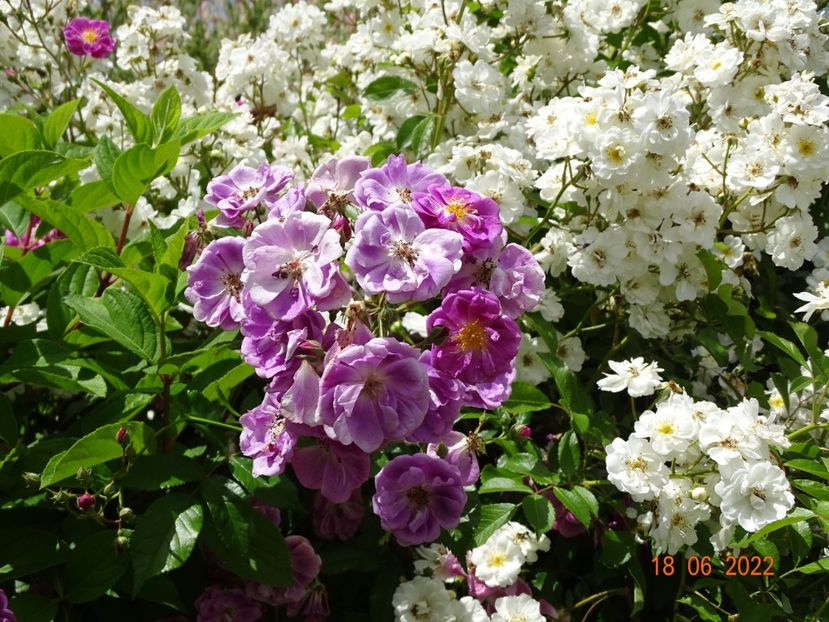  - Trandafiri 2022 2