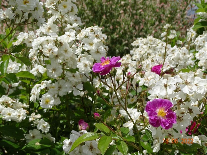  - Trandafiri 2022 2