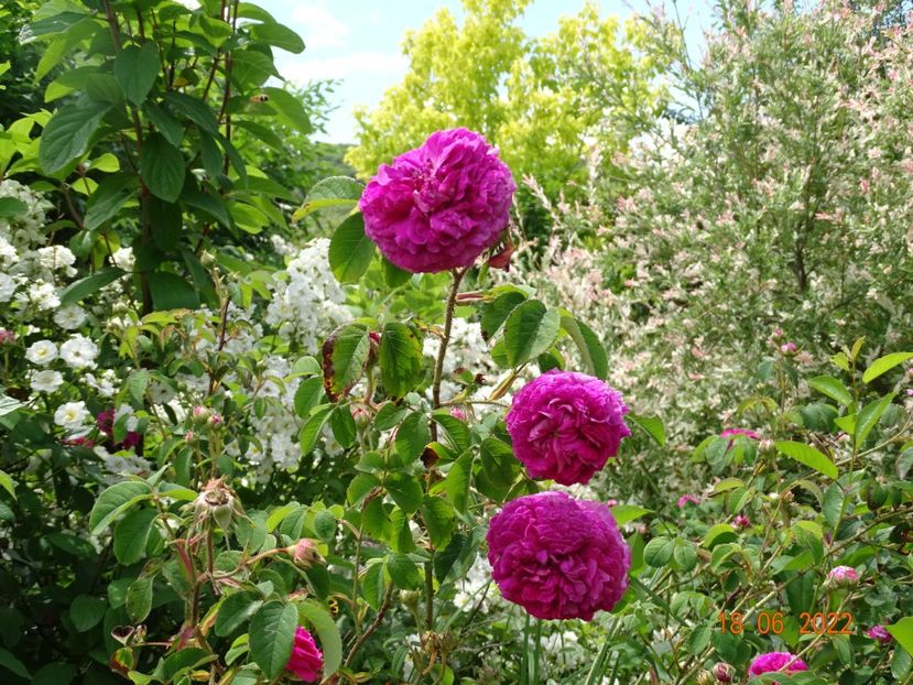  - Trandafiri 2022 2
