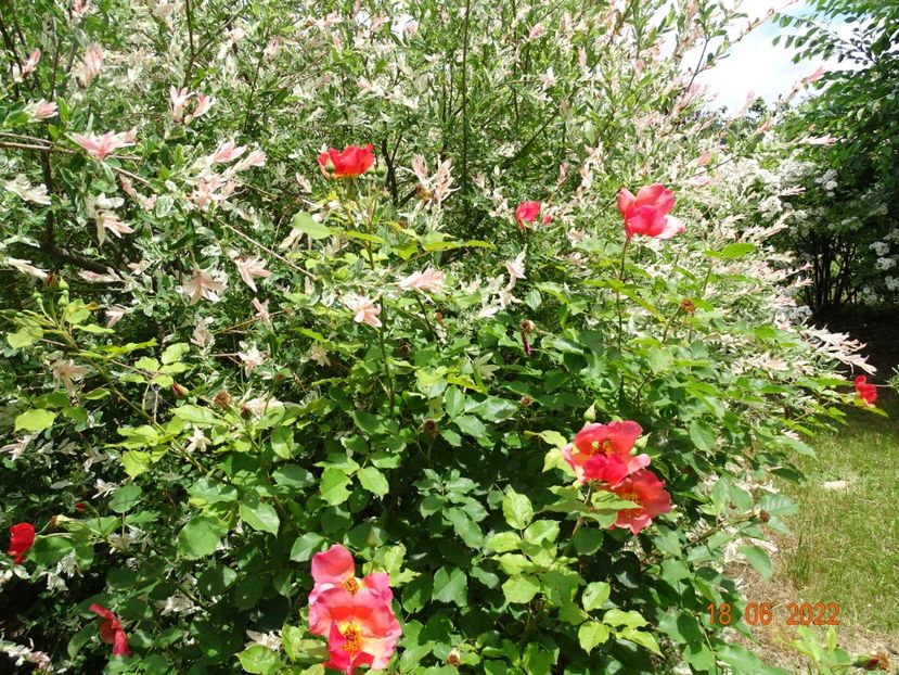 - Trandafiri 2022 2