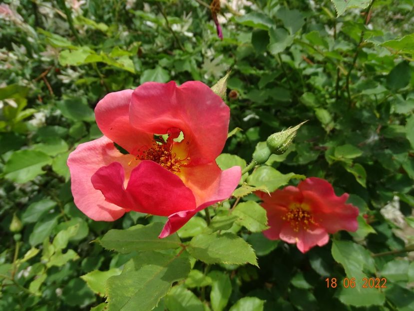  - Trandafiri 2022 2