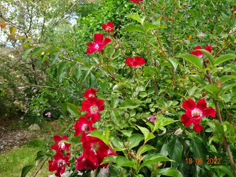  - Trandafiri 2022 2