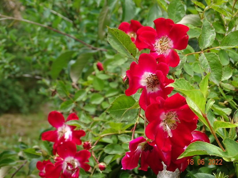  - Trandafiri 2022 2
