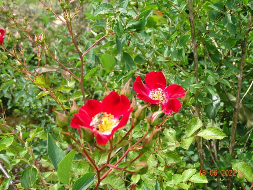  - Trandafiri 2022 2