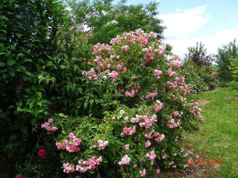  - Trandafiri 2022 2