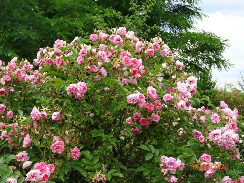  - Trandafiri 2022 2