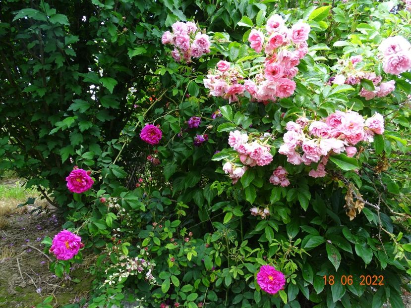  - Trandafiri 2022 2