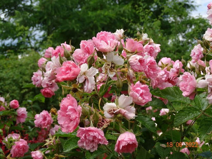  - Trandafiri 2022 2