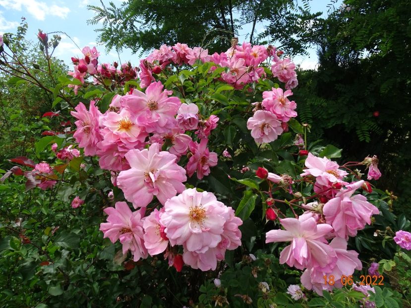  - Trandafiri 2022 2
