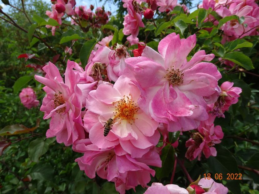  - Trandafiri 2022 2