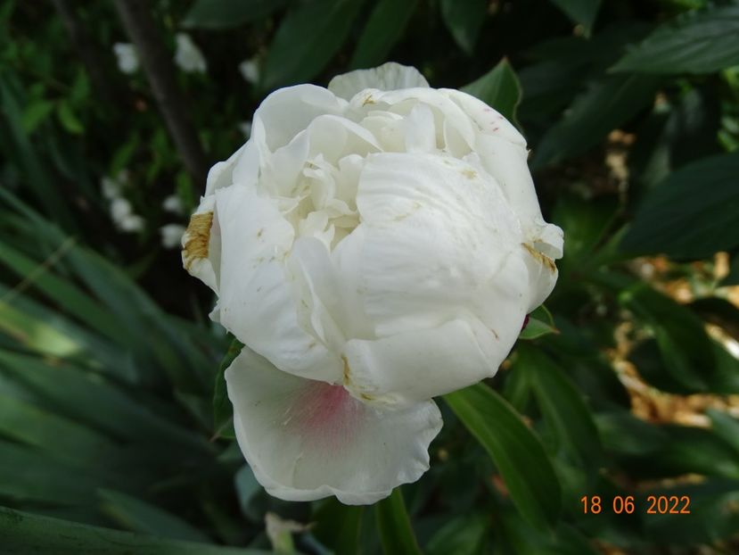  - Irisi si bujori 2022