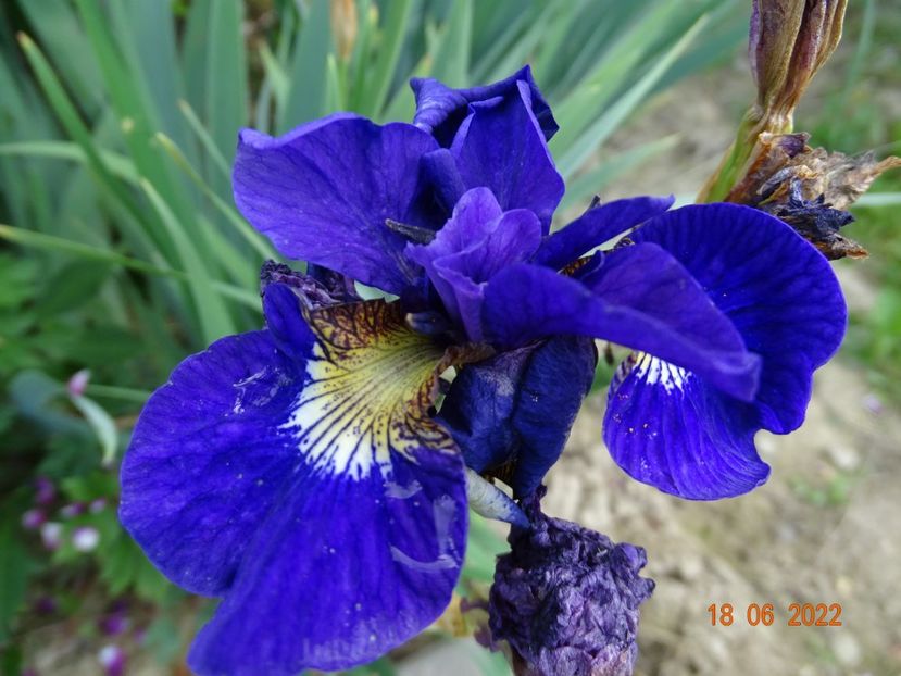  - Irisi si bujori 2022