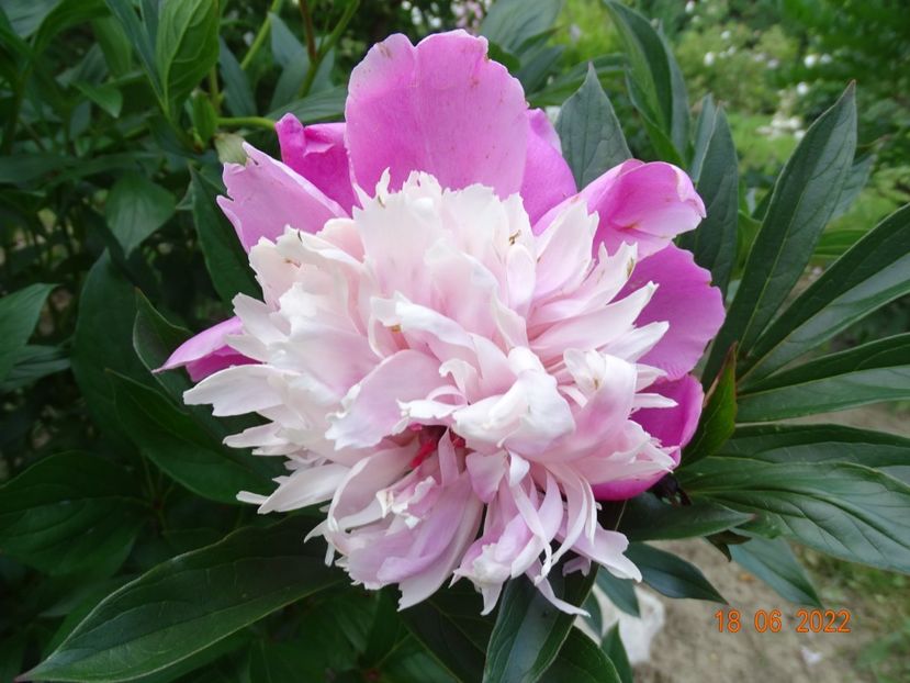  - Irisi si bujori 2022