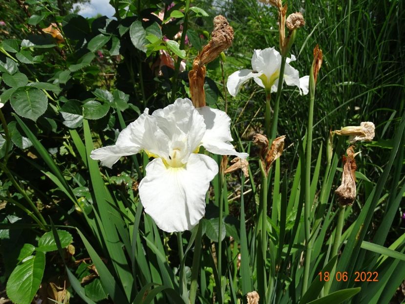  - Irisi si bujori 2022