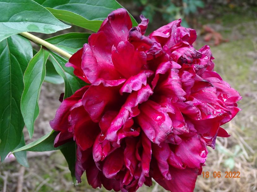  - Irisi si bujori 2022