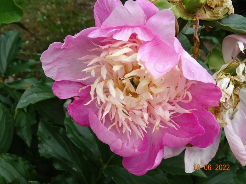  - Irisi si bujori 2022