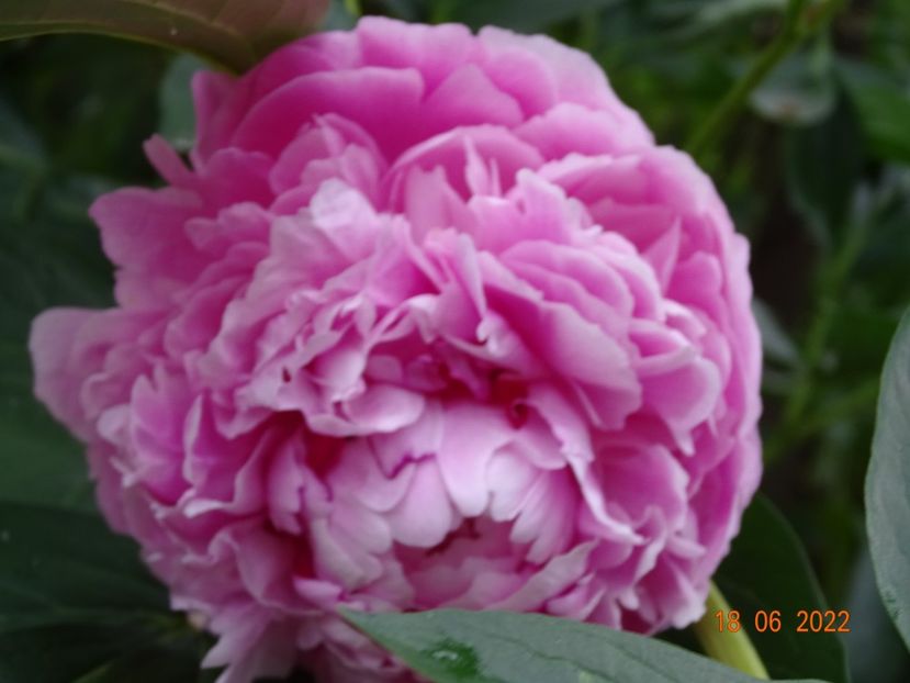  - Irisi si bujori 2022