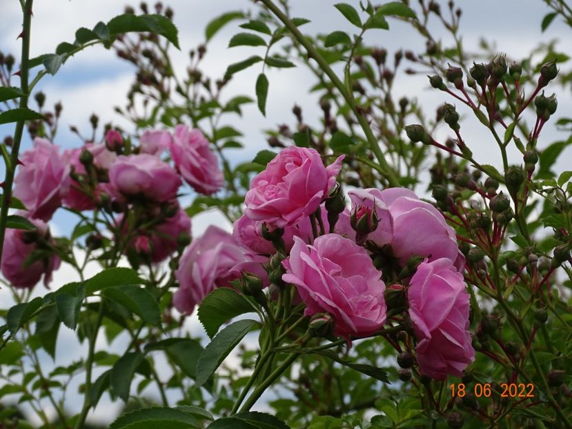  - Trandafiri 2022 2