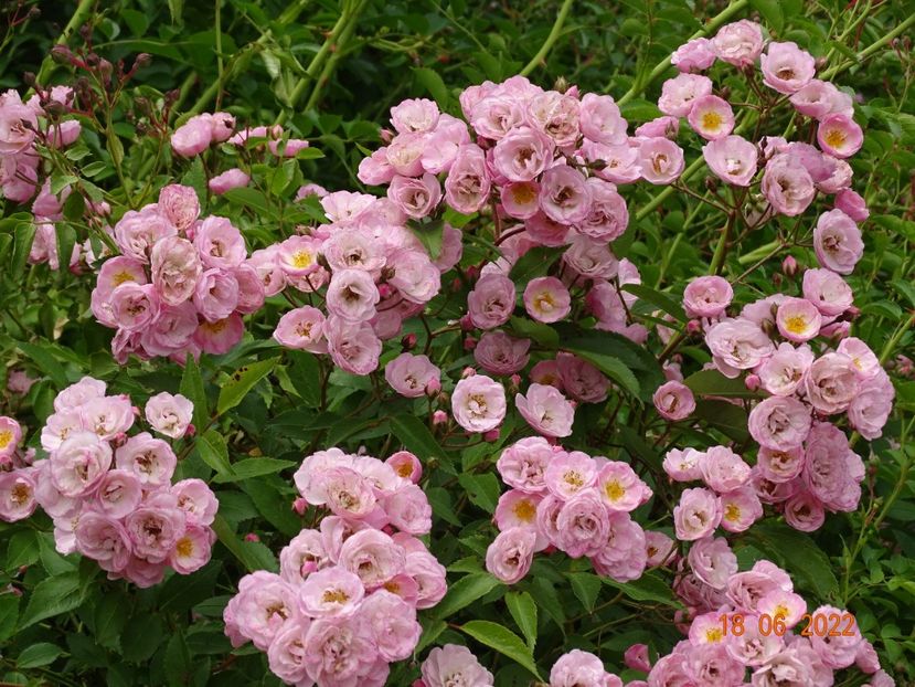  - Trandafiri 2022 2