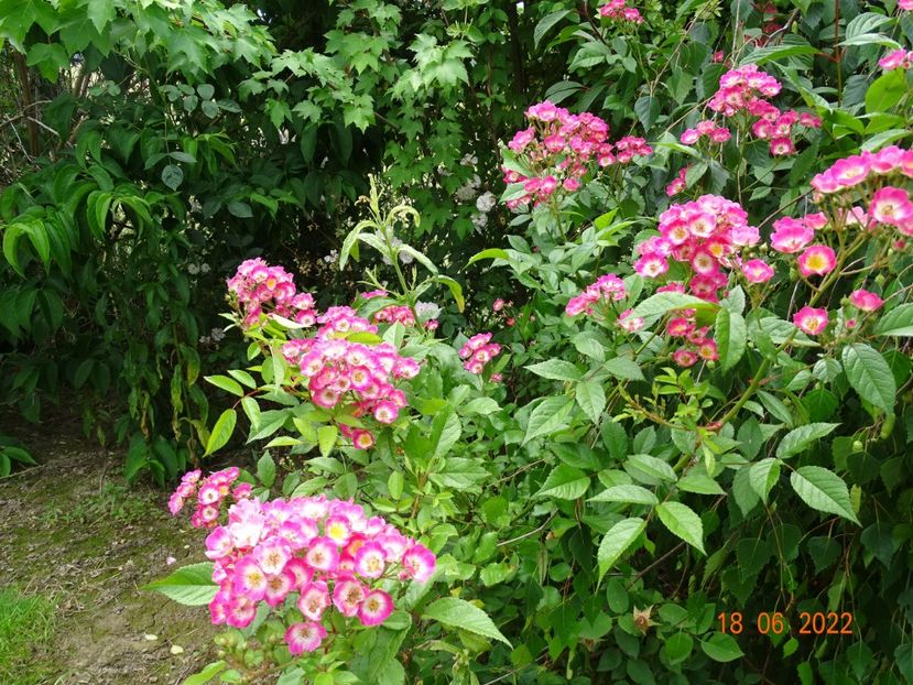  - Trandafiri 2022 2
