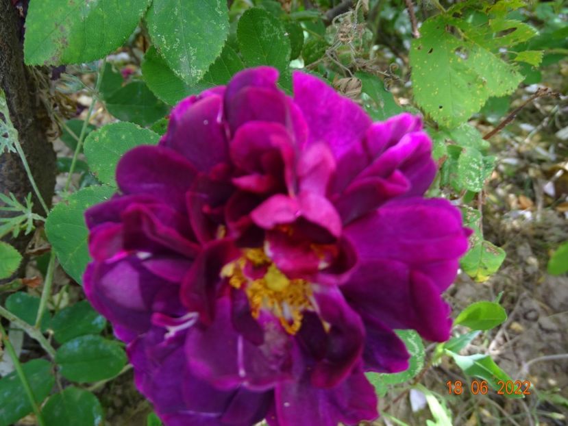 - Trandafiri 2022 2