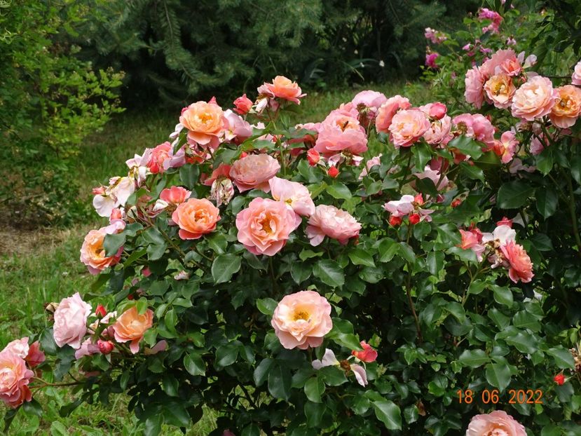  - Trandafiri 2022 2