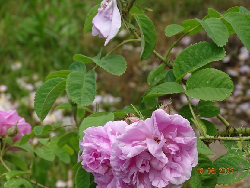  - Trandafiri 2022 2