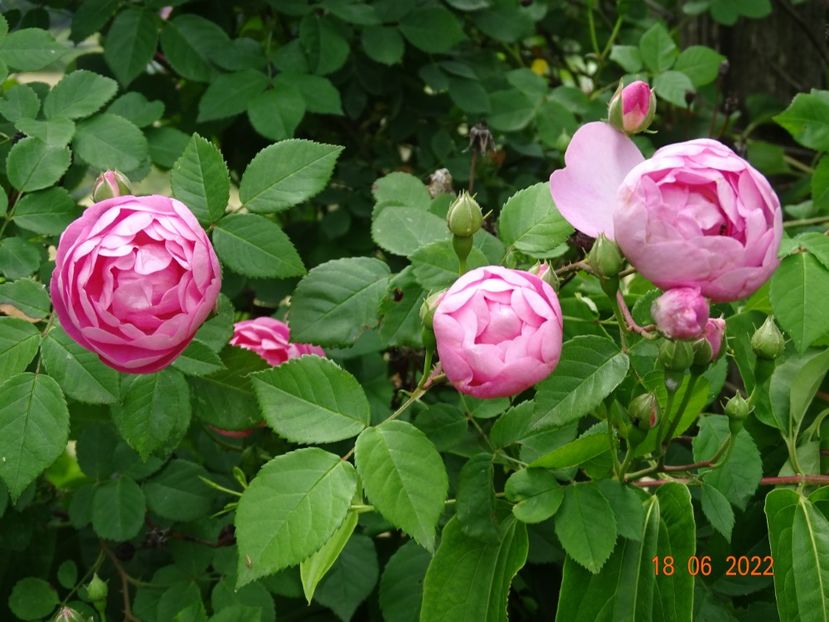  - Trandafiri 2022 2