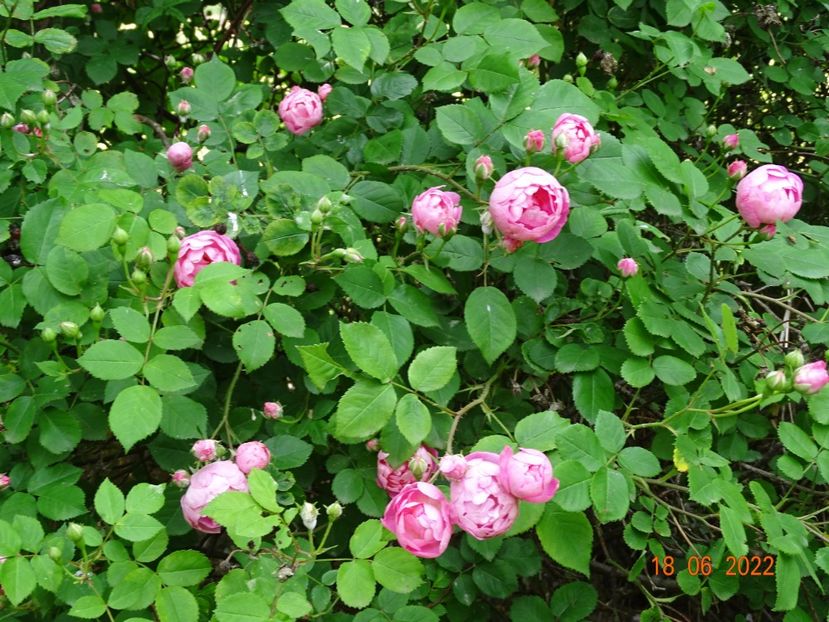  - Trandafiri 2022 2