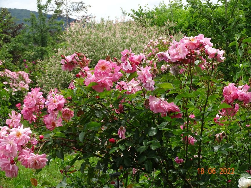  - Trandafiri 2022 2