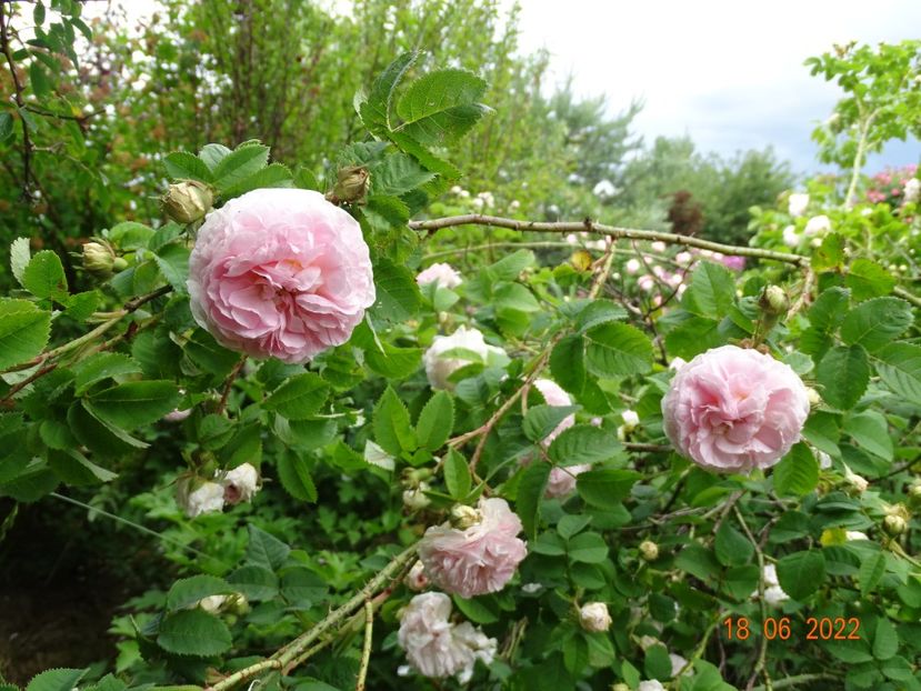  - Trandafiri 2022 2