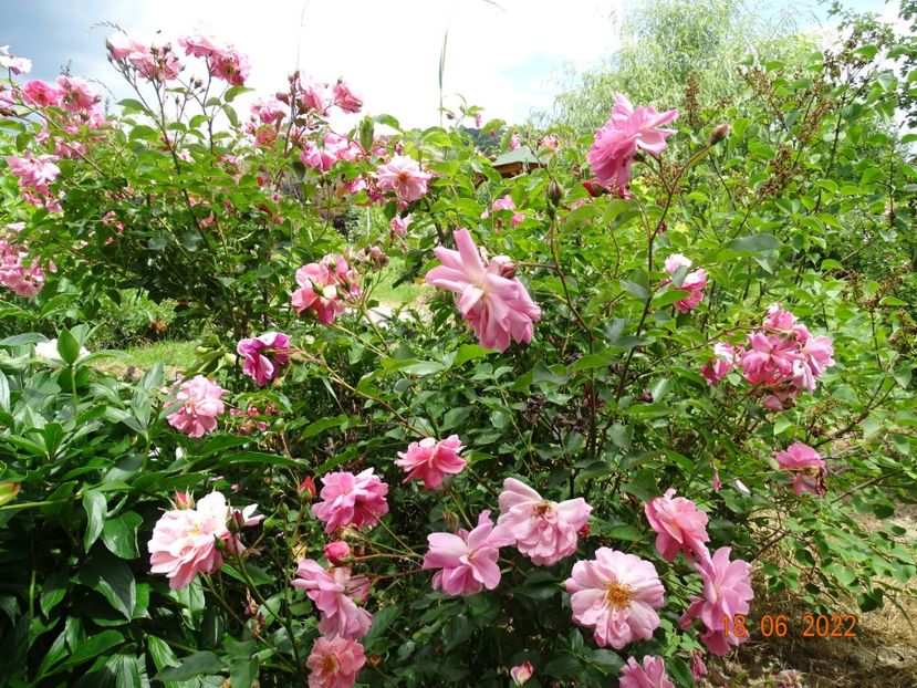  - Trandafiri 2022 2