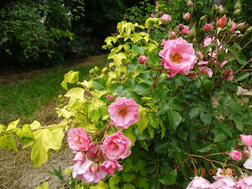 - Trandafiri 2022 2