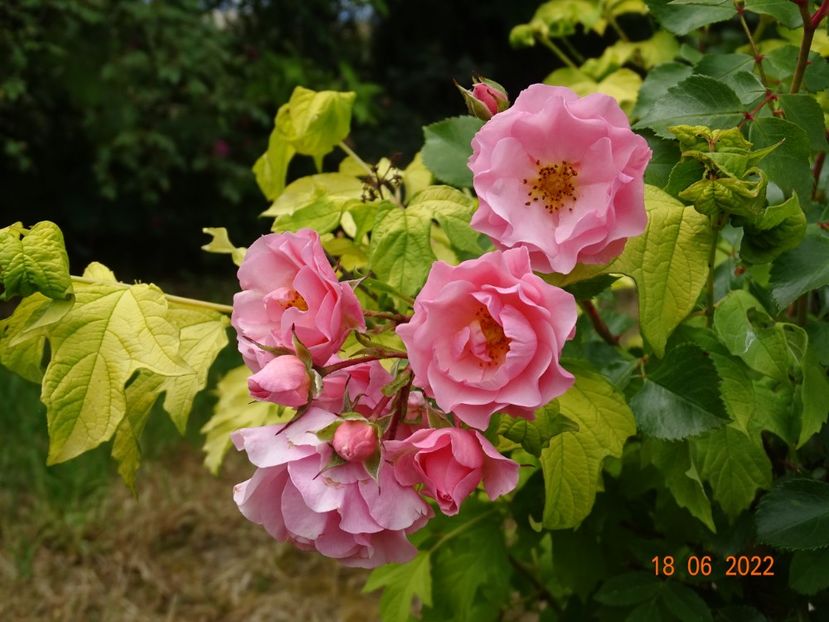  - Trandafiri 2022 2