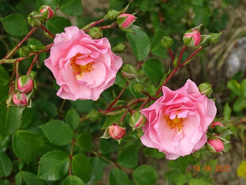  - Trandafiri 2022 2