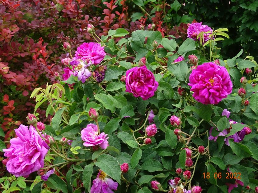  - Trandafiri 2022 2