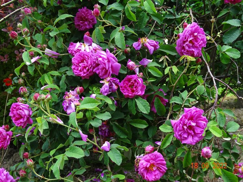  - Trandafiri 2022 2