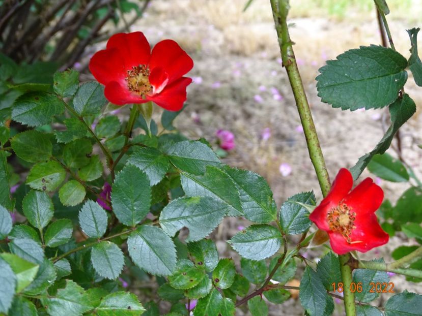  - Trandafiri 2022 2